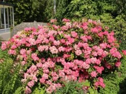 Günstiges Erd Seele Geschäft 16 Rhododendron 'Morgenrot'