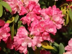 Rhododendron 'Morgenrot' -Günstiges Erd Seele Geschäft rhododendron morgenrot m002370 w 0