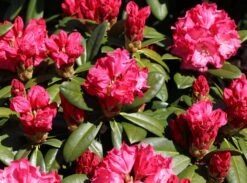 Rhododendron 'Morgenrot' -Günstiges Erd Seele Geschäft rhododendron morgenrot m002370 w 2