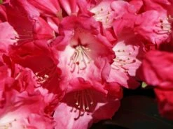 Rhododendron 'Morgenrot' -Günstiges Erd Seele Geschäft rhododendron morgenrot m002370 w 3