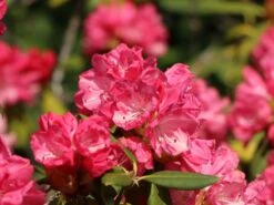 Rhododendron 'Morgenrot' -Günstiges Erd Seele Geschäft rhododendron morgenrot m002370 w 4