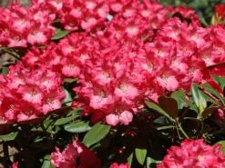Rhododendron 'Morgenrot' -Günstiges Erd Seele Geschäft rhododendron morgenrot m002370 w 5