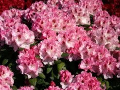 Rhododendron 'Nicoletta' (S) -Günstiges Erd Seele Geschäft rhododendron nicoletta s m003998 w 0