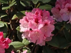 Rhododendron 'Nicoletta' (S) -Günstiges Erd Seele Geschäft rhododendron nicoletta s m003998 w 2