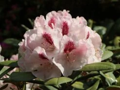 Rhododendron 'Nicoletta' (S) -Günstiges Erd Seele Geschäft rhododendron nicoletta s m003998 w 3