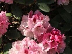 Rhododendron 'Nicoletta' (S) -Günstiges Erd Seele Geschäft rhododendron nicoletta s m003998 w 4