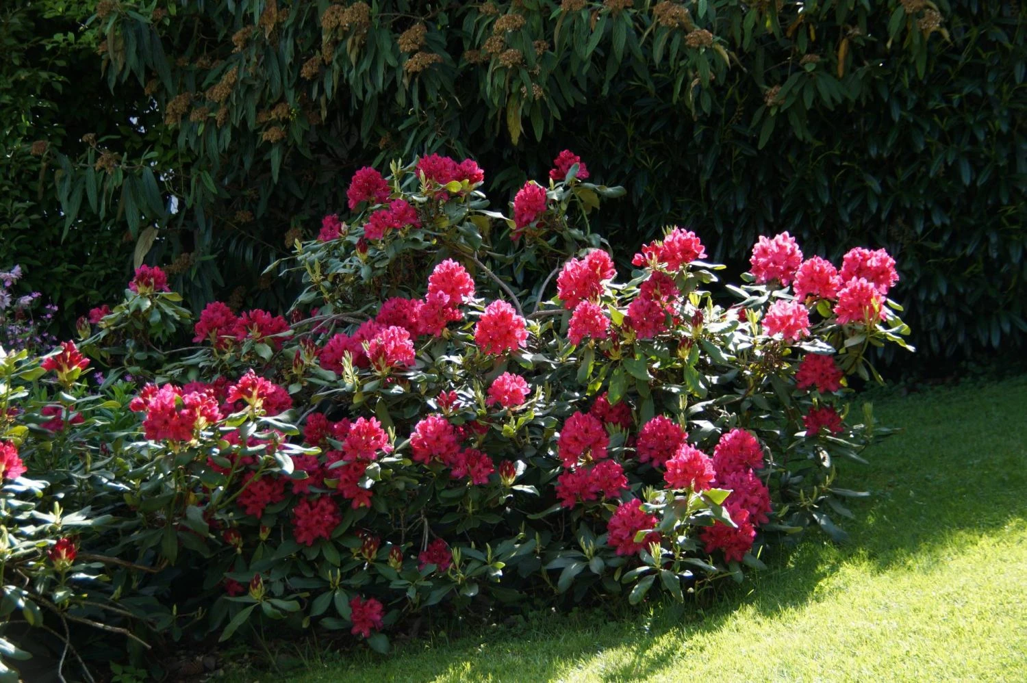 Rhododendron 'Nova Zembla' 11 Rhododendron 'Nova Zembla' – Bild 9