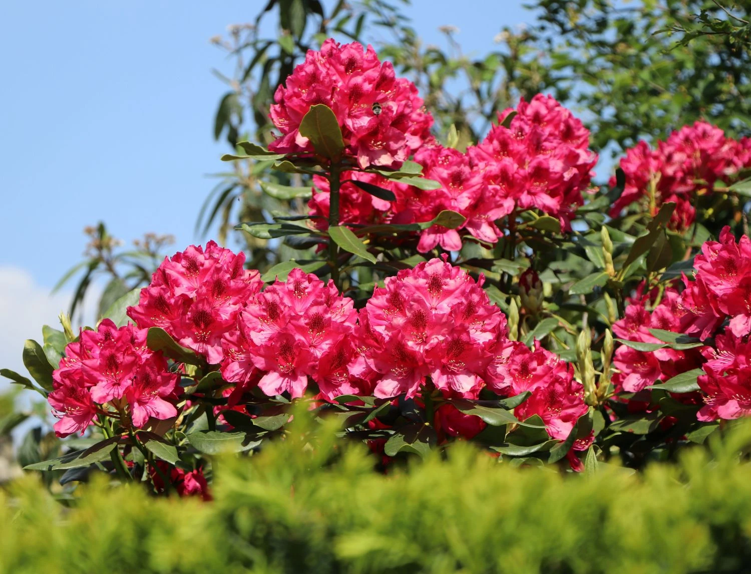 Rhododendron 'Nova Zembla' 3 Rhododendron 'Nova Zembla'