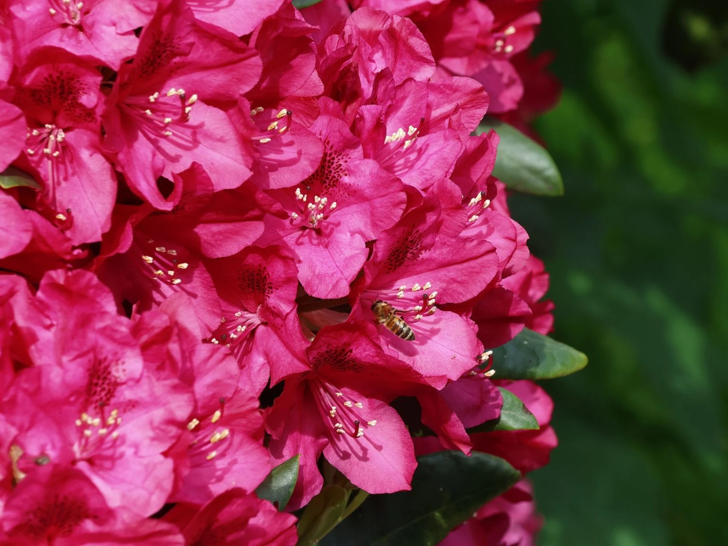 Rhododendron 'Nova Zembla' 8 Rhododendron 'Nova Zembla' – Bild 6