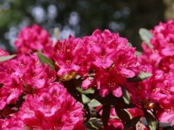 Rhododendron 'Nova Zembla' 17 Rhododendron 'Nova Zembla' -Günstiges Erd Seele Geschäft rhododendron nova zembla m002340 w 1