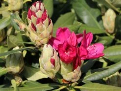 Rhododendron 'Nova Zembla' 13 Rhododendron 'Nova Zembla' -Günstiges Erd Seele Geschäft rhododendron nova zembla m002340 w 2