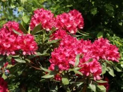 Rhododendron 'Nova Zembla' 18 Rhododendron 'Nova Zembla' -Günstiges Erd Seele Geschäft rhododendron nova zembla m002340 w 4