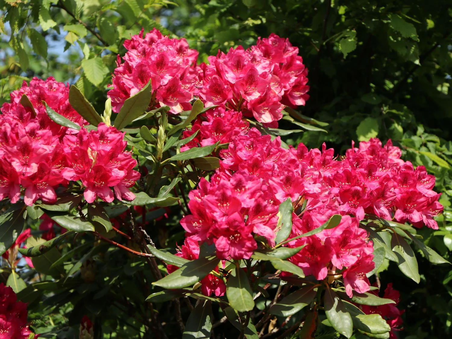 Rhododendron 'Nova Zembla' 10 Rhododendron 'Nova Zembla' – Bild 8