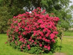 Rhododendron 'Nova Zembla' 14 Rhododendron 'Nova Zembla' -Günstiges Erd Seele Geschäft rhododendron nova zembla m002340 w 5
