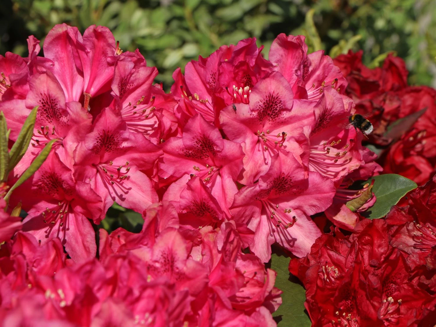 Rhododendron 'Nova Zembla' 4 Rhododendron 'Nova Zembla' – Bild 2