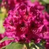 Rhododendron 'Olin O.Dobbs' -Günstiges Erd Seele Geschäft rhododendron olin odobbs m003804 h 0