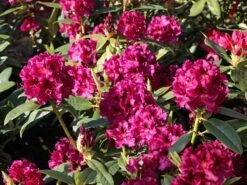 Rhododendron 'Olin O.Dobbs' 10 Rhododendron 'Olin O.Dobbs' -Günstiges Erd Seele Geschäft rhododendron olin odobbs m003804 w 0