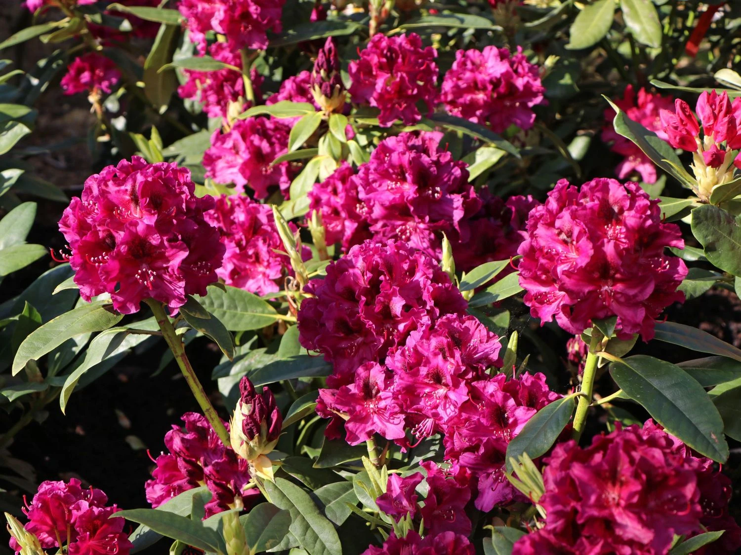 Rhododendron 'Olin O.Dobbs' 5 Rhododendron 'Olin O.Dobbs' – Bild 3