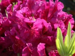 Rhododendron 'Olin O.Dobbs' 12 Rhododendron 'Olin O.Dobbs' -Günstiges Erd Seele Geschäft rhododendron olin odobbs m003804 w 1