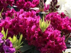 Rhododendron 'Olin O.Dobbs' 11 Rhododendron 'Olin O.Dobbs' -Günstiges Erd Seele Geschäft rhododendron olin odobbs m003804 w 2