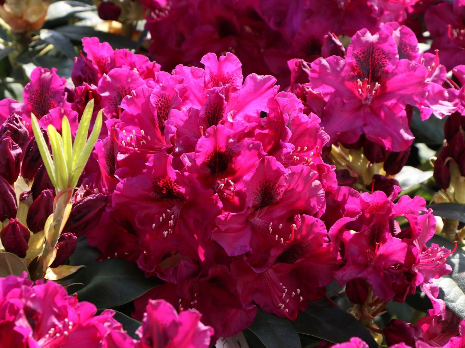 Rhododendron 'Olin O.Dobbs' 8 Rhododendron 'Olin O.Dobbs' – Bild 6