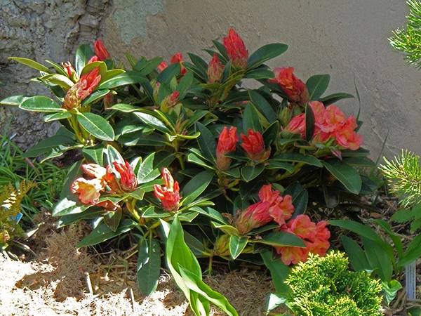 Rhododendron 'Orange Flirt' 11 Rhododendron 'Orange Flirt' – Bild 9
