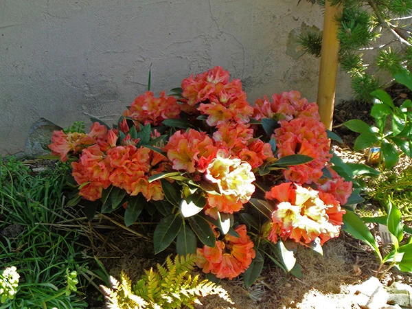 Rhododendron 'Orange Flirt' 10 Rhododendron 'Orange Flirt' – Bild 8