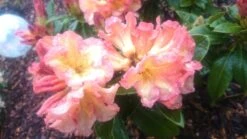 Rhododendron 'Orange Flirt' 23 Rhododendron 'Orange Flirt' -Günstiges Erd Seele Geschäft rhododendron orange flirt m009045 80497 0