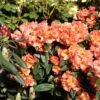 Rhododendron 'Orange Flirt' 2 Rhododendron 'Orange Flirt' -Günstiges Erd Seele Geschäft rhododendron orange flirt m009045 h 0