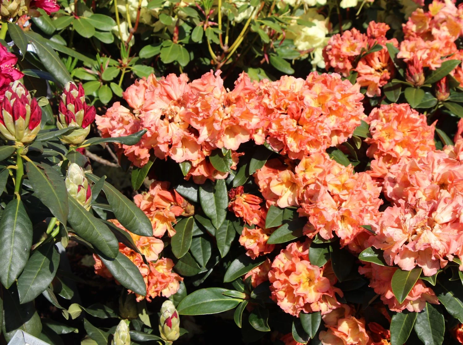 Rhododendron 'Orange Flirt' 3 Rhododendron 'Orange Flirt'