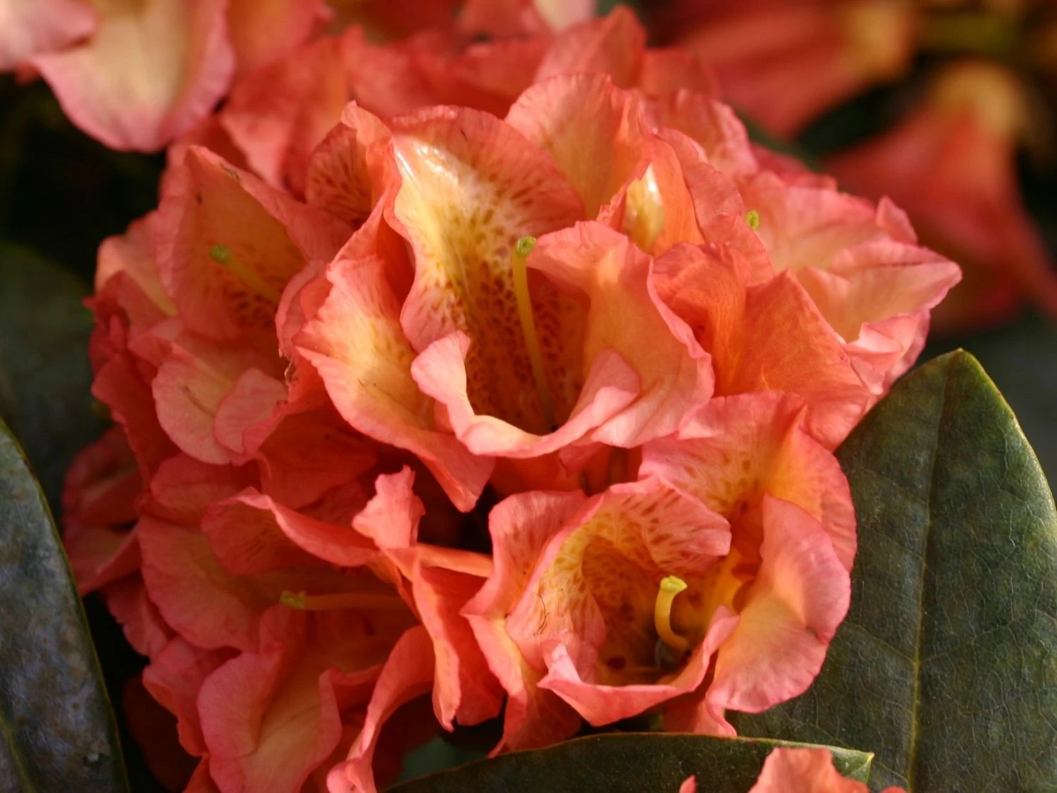Rhododendron 'Orange Flirt' 8 Rhododendron 'Orange Flirt' – Bild 6