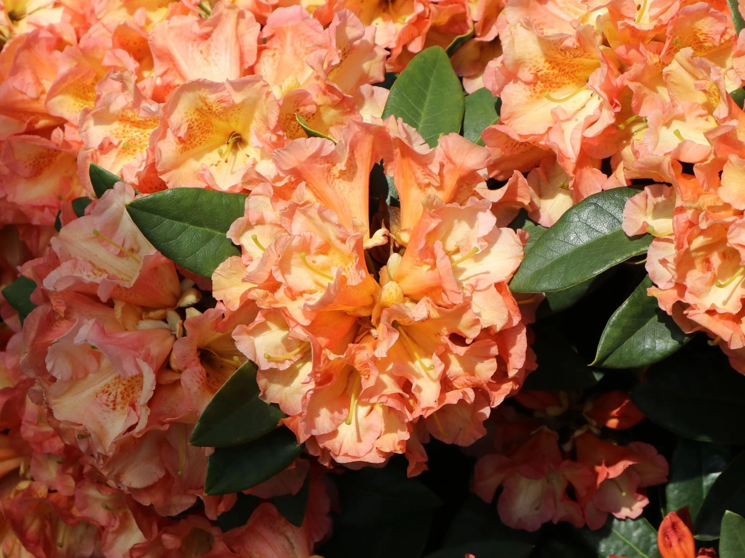 Rhododendron 'Orange Flirt' 7 Rhododendron 'Orange Flirt' – Bild 5