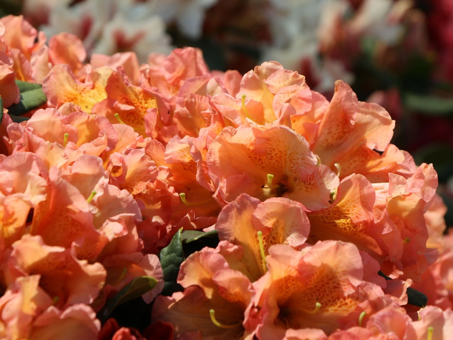 Rhododendron 'Orange Flirt' 5 Rhododendron 'Orange Flirt' – Bild 3