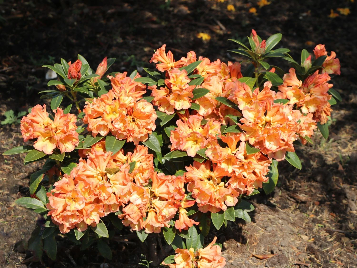 Rhododendron 'Orange Flirt' 4 Rhododendron 'Orange Flirt' – Bild 2