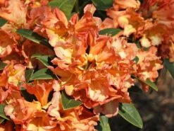 Rhododendron 'Orange Flirt' 19 Rhododendron 'Orange Flirt' -Günstiges Erd Seele Geschäft rhododendron orange flirt m009045 w 5