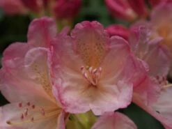 Rhododendron 'Percy Wiseman' -Günstiges Erd Seele Geschäft rhododendron percy wiseman m002372 668426 1