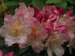 Rhododendron 'Percy Wiseman' -Günstiges Erd Seele Geschäft rhododendron percy wiseman m002372 668426 2