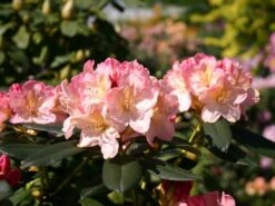 Rhododendron 'Percy Wiseman' -Günstiges Erd Seele Geschäft rhododendron percy wiseman m002372 w 0