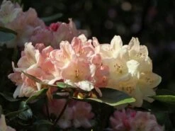 Rhododendron 'Percy Wiseman' -Günstiges Erd Seele Geschäft rhododendron percy wiseman m002372 w 2