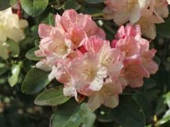 Rhododendron 'Percy Wiseman' -Günstiges Erd Seele Geschäft rhododendron percy wiseman m002372 w 3