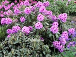 Rhododendron 'Pfauenauge' ® -Günstiges Erd Seele Geschäft rhododendron pfauenauge m003266 1098677 0