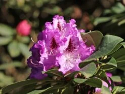 Rhododendron 'Pfauenauge' ® -Günstiges Erd Seele Geschäft rhododendron pfauenauge m003266 w 1