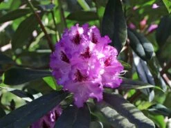 Rhododendron 'Pfauenauge' ® -Günstiges Erd Seele Geschäft rhododendron pfauenauge m003266 w 2