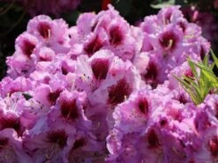 Rhododendron 'Pfauenauge' ® -Günstiges Erd Seele Geschäft rhododendron pfauenauge m003266 w 3