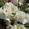 Rhododendron 'Phyllis Korn' -Günstiges Erd Seele Geschäft rhododendron phyllis korn m003816 h 0