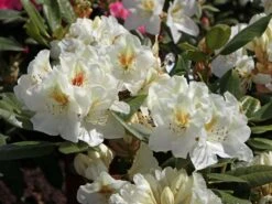 Rhododendron 'Phyllis Korn'