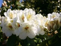 Rhododendron 'Phyllis Korn' 9 Rhododendron 'Phyllis Korn' -Günstiges Erd Seele Geschäft rhododendron phyllis korn m003816 w 0