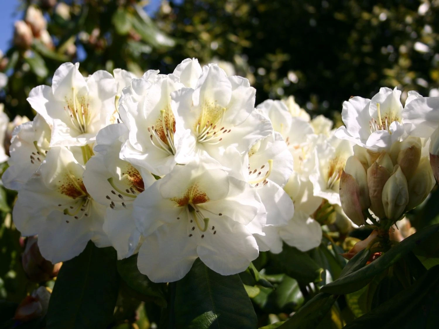 Rhododendron 'Phyllis Korn' 6 Rhododendron 'Phyllis Korn' – Bild 4