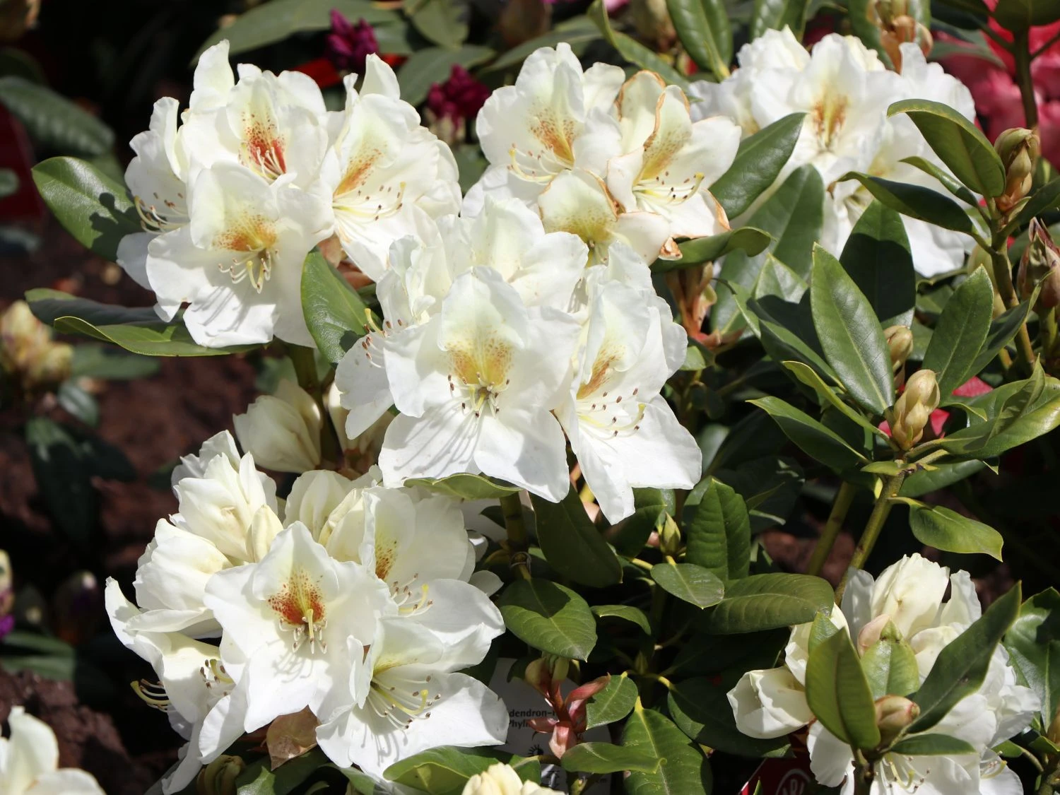 Rhododendron 'Phyllis Korn' 5 Rhododendron 'Phyllis Korn' – Bild 3