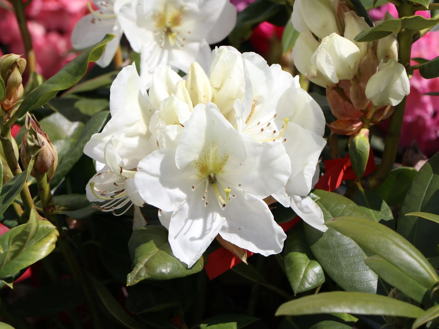 Rhododendron 'Phyllis Korn' 4 Rhododendron 'Phyllis Korn' – Bild 2